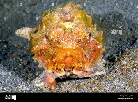 monkey fish|Pitted stonefish .